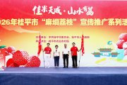 麻垌荔枝，又红又火